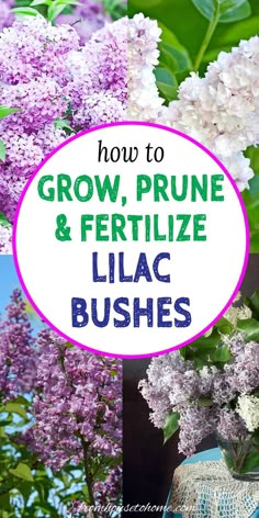 purple and white lilacs with text overlay how to grow, prune & fertilize lilac bushes