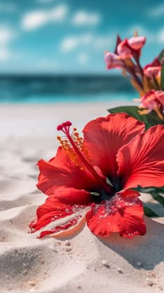 two red flowers on the sand at the beach