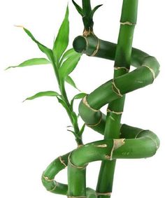 a tall bamboo plant with green leaves on it