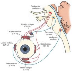 an eye diagram showing the location of the external and peripheral structures in each eyeball