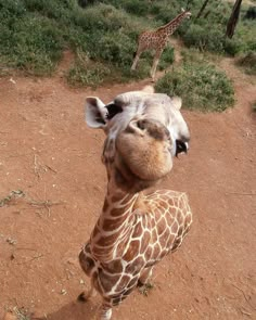 a giraffe standing on top of a dirt field