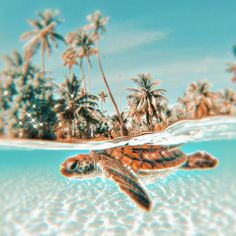 an underwater view of a turtle swimming in the ocean with palm trees and blue sky