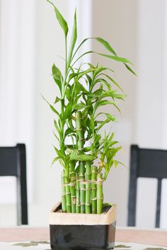 a bamboo plant in a wooden container on a table