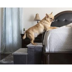 a brown dog standing on top of a bed