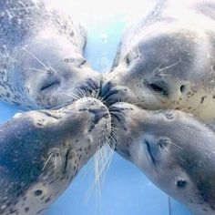 four sealions are playing with each other in the water