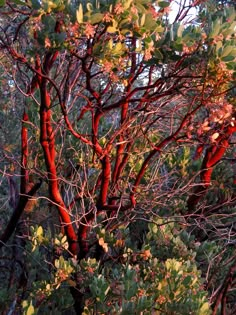 red trees with green leaves in the sunlight