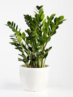 a potted plant with green leaves in it