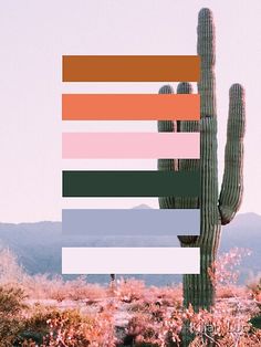 a large cactus in the middle of a desert with multiple colors on it's side