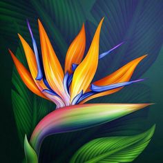 a painting of a bird of paradise flower on a dark green background with large leaves