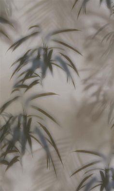 blurry photograph of leaves in front of a white wall with grey and black background