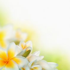 some white and yellow flowers are in the grass