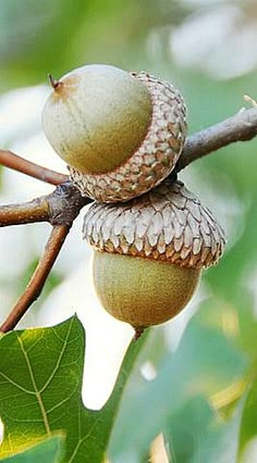 two acorns on a tree branch with leaves