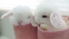 two small white rabbits in pink buckets with their noses touching each other's heads