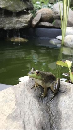 a frog sitting on top of a rock next to a pond