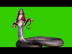 a woman is standing next to a large snake on a green screen with her arms outstretched