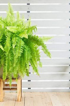 a green plant sitting on top of a wooden stand