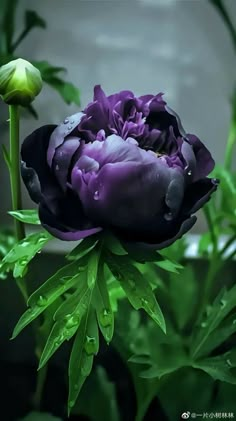 a black and purple flower with green leaves