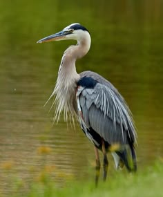 a large bird standing on top of a lush green field next to a body of water