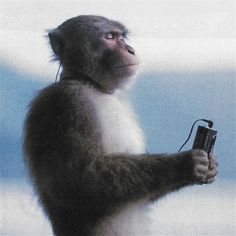 a monkey holding a camera in its hands