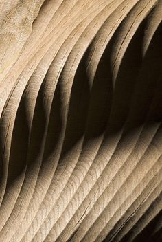 closeup of the wood grain on an elephant's back leg, with sunlight shining through it