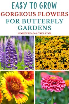 different types of flowers with text overlay that says easy to grow gorgeous flowers for butterfly gardens