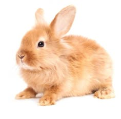 a small brown rabbit sitting on top of a white floor