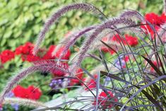 red and purple flowers are in the foreground