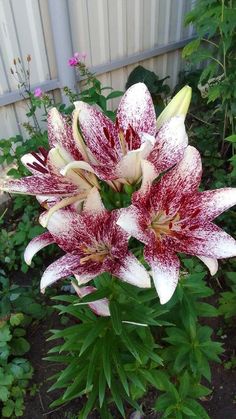 some red and white flowers in a garden