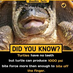 a turtle with its mouth open and the caption did you know? turtles have no teeth