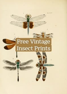 an old book with dragonflies on it and the title, free vintage insect prints