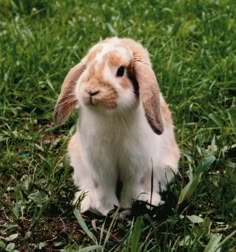 a brown and white rabbit sitting in the grass