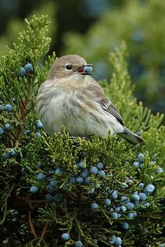 a small bird sitting on top of a tree branch with blue berries around its neck