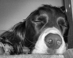 a close up of a dog laying on the floor