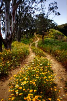 a dirt road surrounded by wildflowers and trees