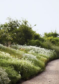 a bench sitting on the side of a road surrounded by grass and flowers with trees in the background