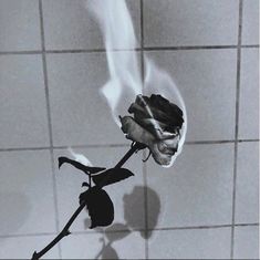 a black and white photo of a single rose on a tile wall in a bathroom