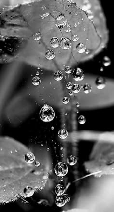 drops of water on leaves in black and white