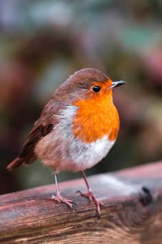 17 Beautiful ORANGE BIRDS | European Robin Bird Photos Photography, Birds Photography Nature, Orange Bird, Nature Birds, Bird Pictures