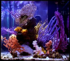 an aquarium filled with lots of different colored corals