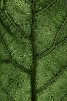 the underside of a green leaf with drops of water on it