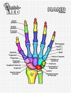 the hand bones are labeled in different colors and shapes, with labels on each side