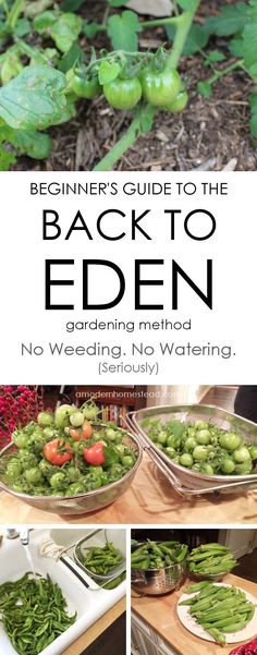 the beginner's guide to the back to eden gardening method