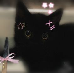 a black cat with pink crosses on it's forehead next to a knife