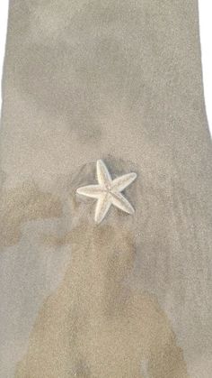 a white starfish on the sand at the beach