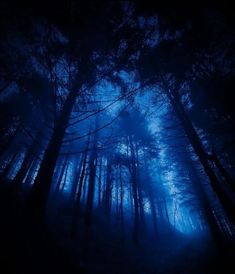 a dark forest filled with lots of trees and blue light coming from the top of them