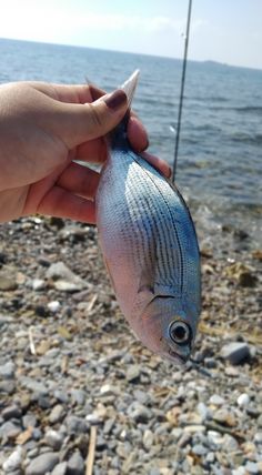 a person is holding a fish on the beach