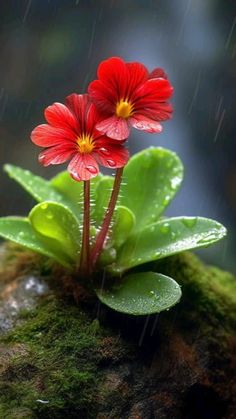 two red flowers sitting on top of a moss covered rock with rain falling in the background