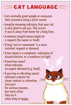 a cat is shown with the words in english