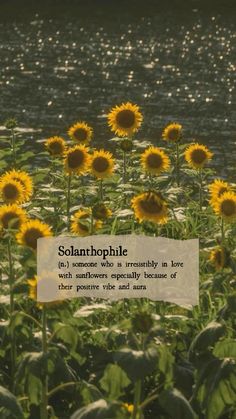 a field full of yellow sunflowers with a quote on the side that says, selantophile