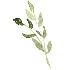 a watercolor painting of green leaves on a white background